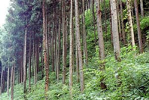 針葉樹林の画像：東京都八王子市