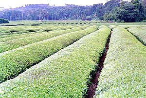 茶畑の画像：静岡県袋井市