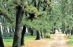 三保松原の画像：静岡県静岡市