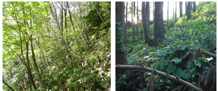 落葉広葉樹林と常緑針葉樹林の写真