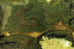 マングローブ湿地の画像